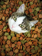 can't get enough of dry food
