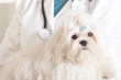 Photo: Cute maltese dog and vet Cute maltese dog and vet