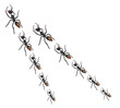 Toy Ants