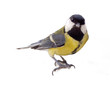 Various great tit