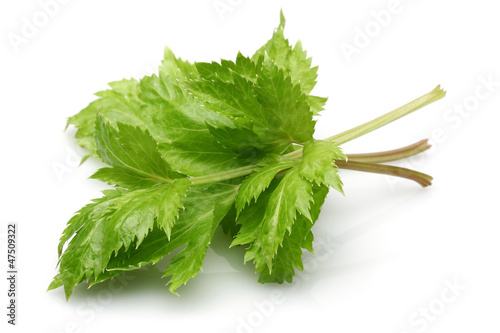 Photo: Celery leaves Celery leaves