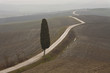toscana, cipresso e strada bianca
