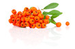 Ashberry with green leaves. isolated on a white background