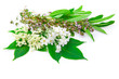 bunch of herbs : sage, thyme, Elderflower, Sambucus  isolated on