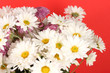 bouquet of daisies on the color background