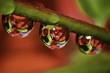 Dewdrops 4