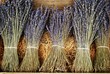 Dried lavender bunches in Provence, France