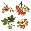 Collection autumn leaves and fruits isolated on white background