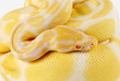 albino ball python