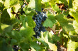 Bunch of grapes among green leaves on the vine