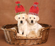 Two Christmas puppies