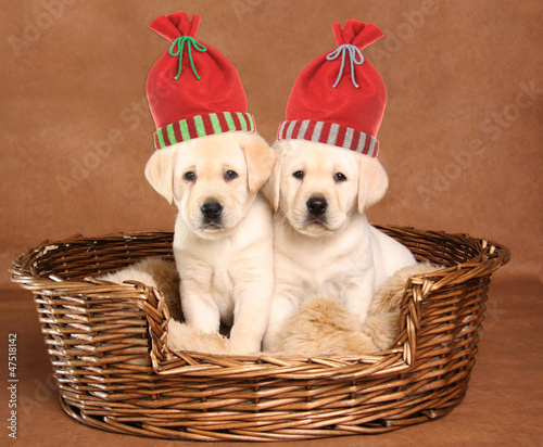 Photo: Two Christmas puppies Two Christmas puppies