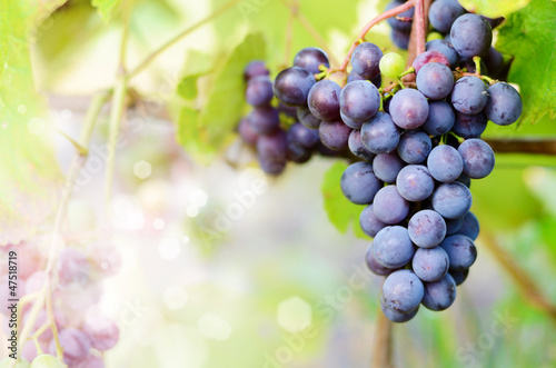 Photo: Blue grapes on vine Blue grapes on vine