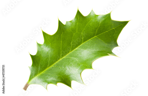 Photo: holly leaf holly leaf