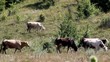 reaching cows,cows,field,