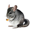 Photo: Grey chinchilla. isolated. Grey chinchilla. isolated.