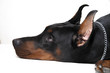 doberman on white background