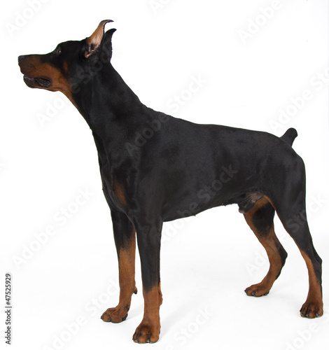 Photo: doberman on white background doberman on white background
