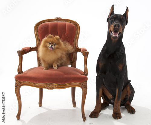 Photo: doberman and Pomeranian on white doberman and Pomeranian on white