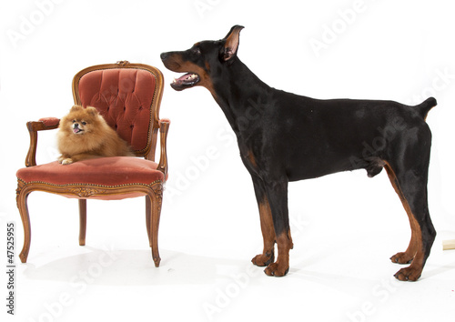 Photo: doberman and Pomeranian on white doberman and Pomeranian on white