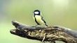 Kohlmeise, Parus major