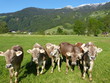 Kälber Milchkühe