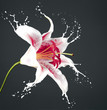 pink flower with splashes