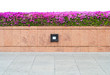 Pink Bougainvillea  Paper flower  in flowerpot wall