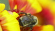 Bumblebee collecting nectar