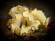 Nudibranch - Glossodoris atromarginata
