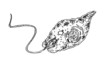 Vector: Euglena Euglena