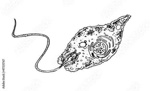 Vector: Euglena Euglena