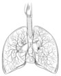 Human Lungs