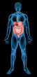 Digestive system