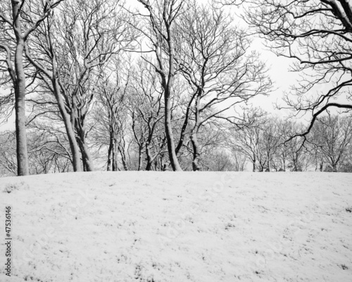 Photo: Trees Trees