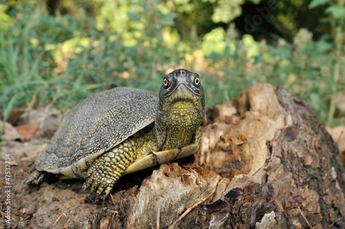 Photo: Maschio adulto Emys orbicularis Maschio adulto Emys orbicularis