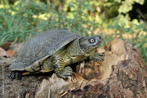 Photo: Maschio adulto,Emys orbicularis Maschio adulto,Emys orbicularis