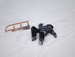 Sledding Accident (2)