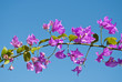 Bougainvillea