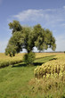 Foto: Un arbre entre deux champs de tournesol Un arbre entre deux champs de tournesol