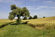 Foto: Bande enherbée entre deux champs de tournesol Bande enherbée entre deux champs de tournesol