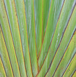 Petiole pattern of  Traveller's Palm