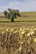 Foto: Champs de tournesol avant récolte Champs de tournesol avant récolte