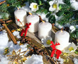 Adventsgedeck mit Christrosen, Rentieren und Goldsternchen