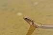 Blindschleiche im Wasser