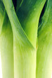 Photo: Leek fresh with drops close, macro Leek fresh with drops close, macro