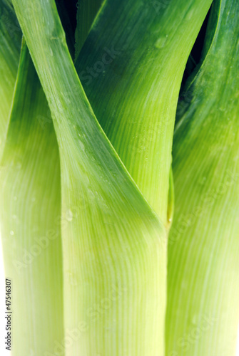 Photo: Leek fresh with drops close, macro Leek fresh with drops close, macro