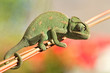 Chameleon