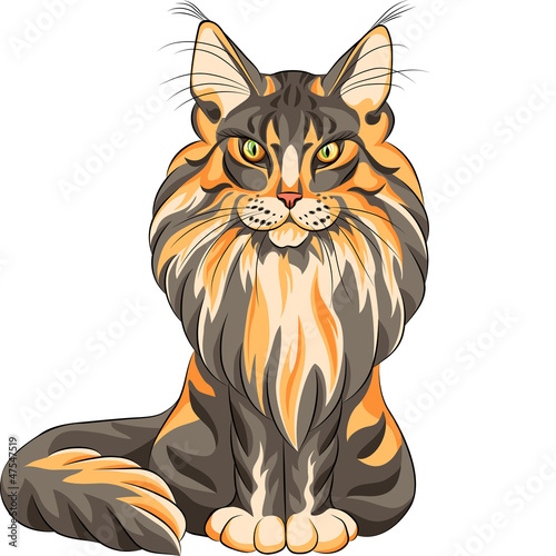 Vector: Vector color sketch fluffy Maine Coon cat Vector color sketch fluffy Maine Coon cat