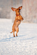 dachshund dog funny jump and dance